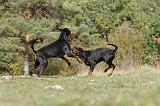 DOBERMANN 323